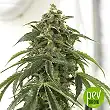 Original Auto Cheese - Fast Buds - FastBuds