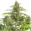 Original Auto Cheese plant - Fast Buds - FastBuds