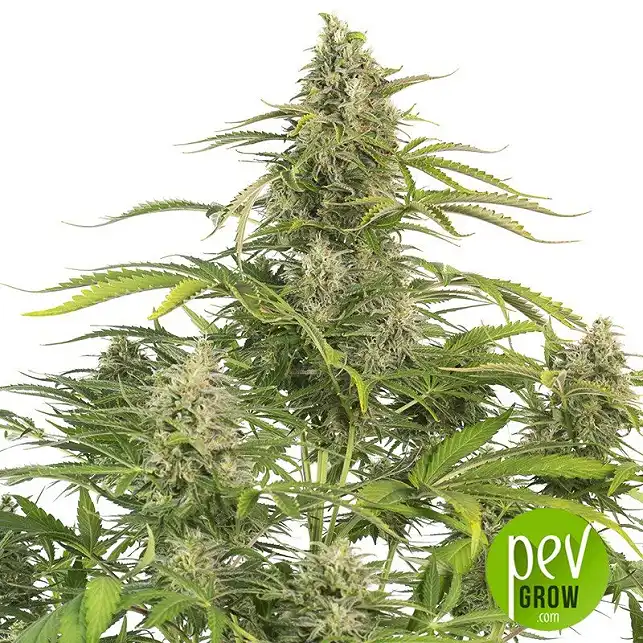 Original Auto Cheese plant - Fast Buds - FastBuds