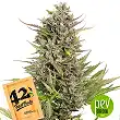 Original Auto Critical - Fast Buds - FastBuds Original Auto Critical - Fast Buds - FastBuds