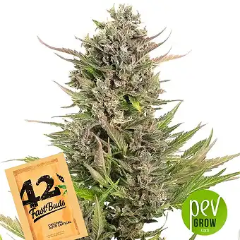 Original Auto Critical - Fast Buds - FastBuds