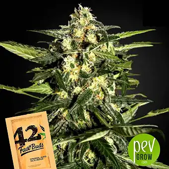 Original Auto Jack Herer - Fast Buds - FastBuds