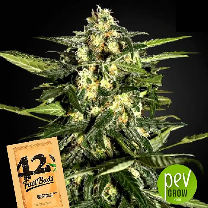 Original Auto Jack Herer - Fast Buds - FastBuds