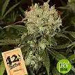 Original Auto Northern Lights - Fast Buds - FastBuds