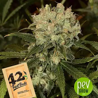 Original Auto Northern Lights - Fast Buds - FastBuds