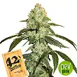 Original Auto Og Kush - Fast Buds - FastBuds