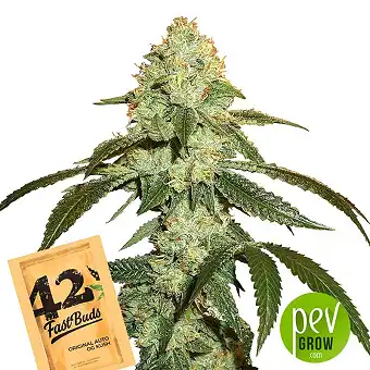 Original Auto Og Kush - Fast Buds - FastBuds
