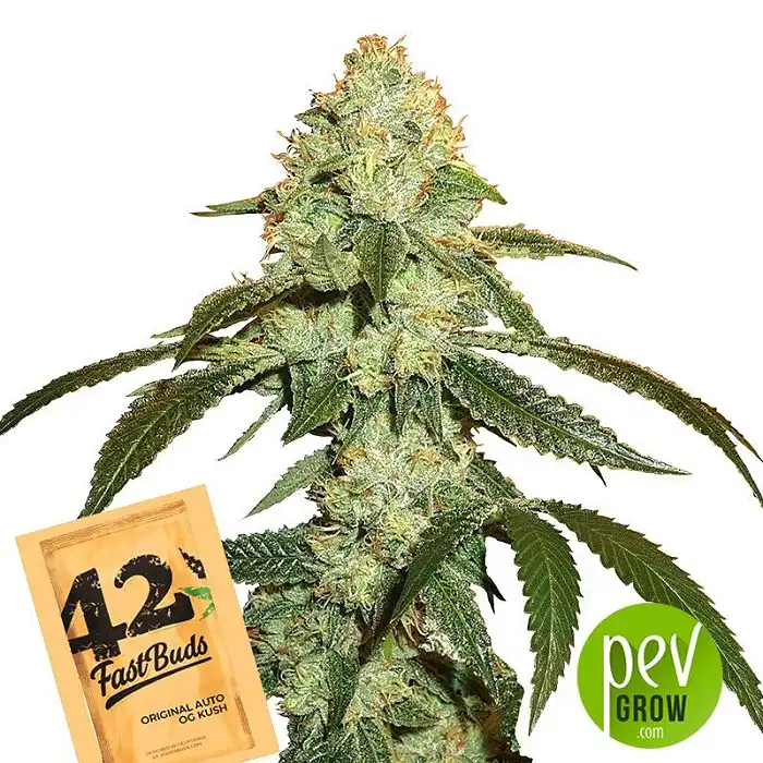 Original Auto Og Kush - Fast Buds - FastBuds