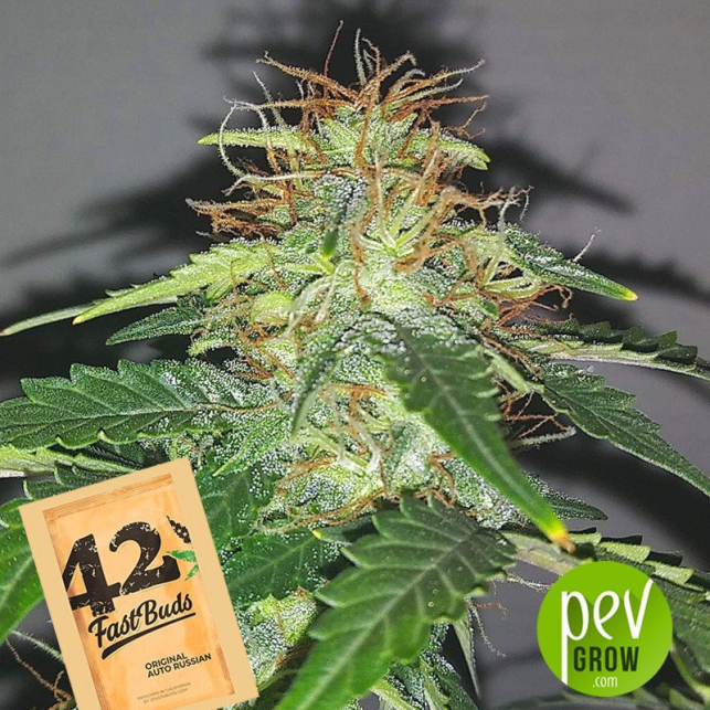 Mexican Airlines Automatic Cannabis Seeds - Buy 420FastBuds seeds