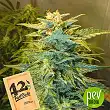 Original Auto Skunk - Fast Buds - FastBuds