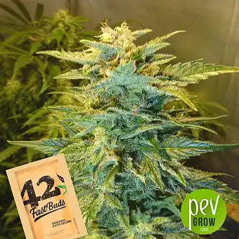 Original Auto Skunk - Fast Buds - FastBuds
