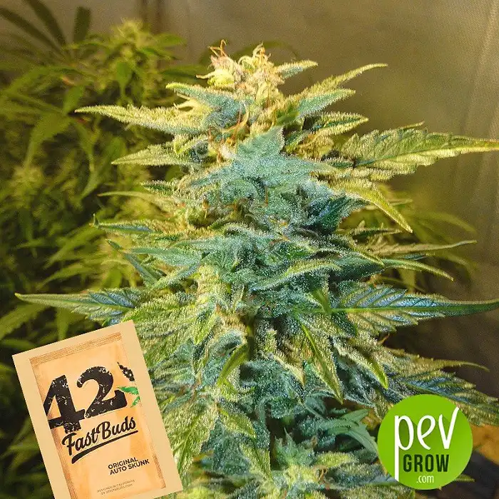 Original Auto Skunk - Fast Buds - FastBuds