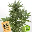 Original Auto Sour Diesel - Fast Buds - FastBuds