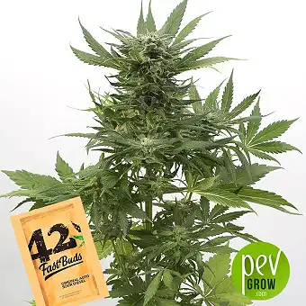 Original Auto Sour Diesel - Fast Buds - FastBuds