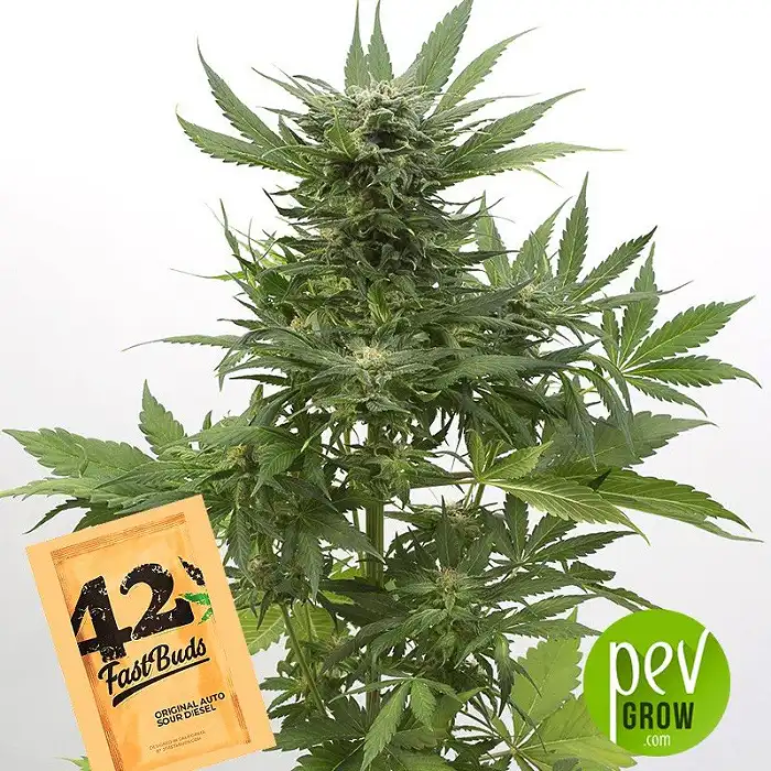 Original Auto Sour Diesel - Fast Buds - FastBuds