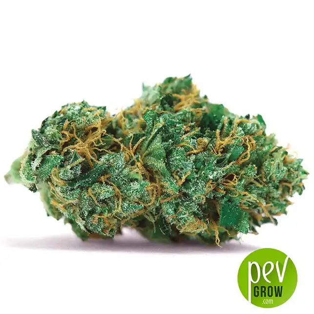 Auto Gelato Samba bud - Bulk Seed Bank