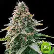 Auto Gelato Samba - Bulk Seed Bank