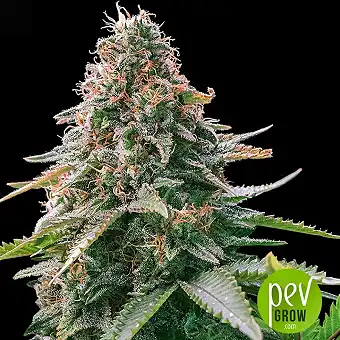 Auto Gelato Samba - Bulk Seed Bank