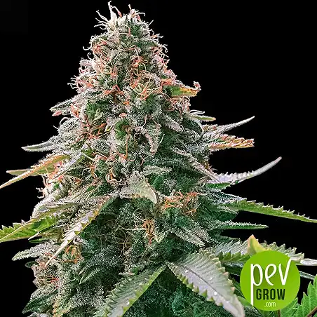 Auto Gelato Samba - Bulk Seed Bank