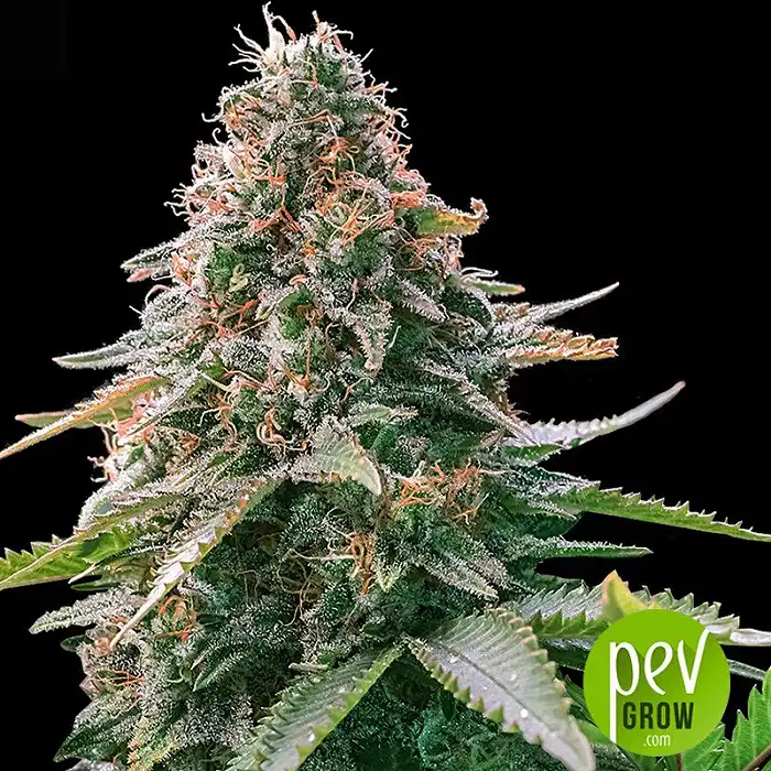 Auto Gelato Samba - Bulk Seed Bank