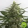 Auto Grande Crack - Bulk Seed Bank