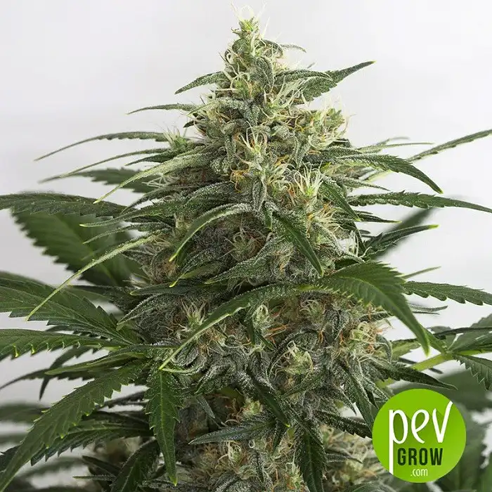 Auto Grande Crack - Bulk Seed Bank