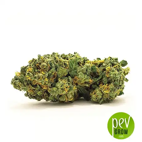 Auto Grande Crack bud - Bulk Seed Bank