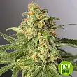 Grande Crack - Bulk Seed Bank