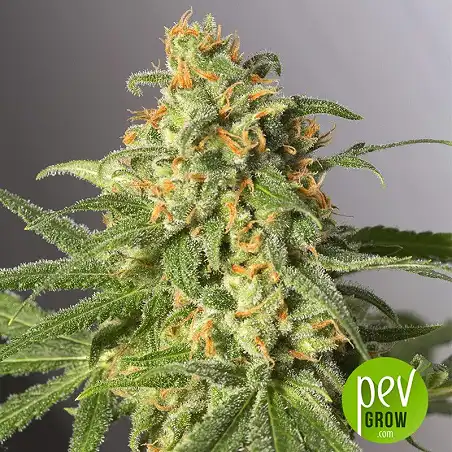 Grande Crack - Bulk Seed Bank