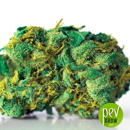 Grande Crack bud - Bulk Seed Bank