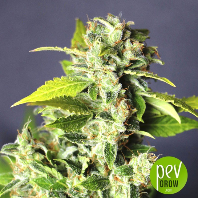 Lavender - CBD Seeds