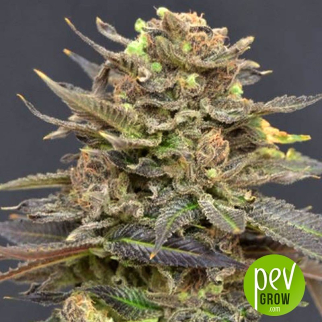 Magma - CBD Seeds