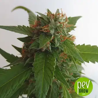 Cataract Kush - DNA Genetics