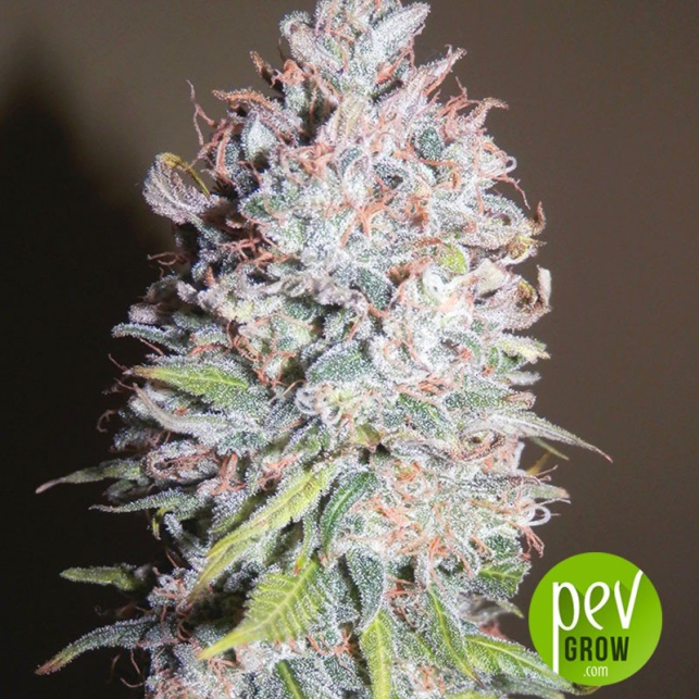 Chocolope - DNA Genetics