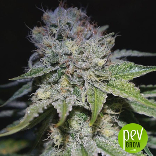 Chocolope Kush - DNA Genetics