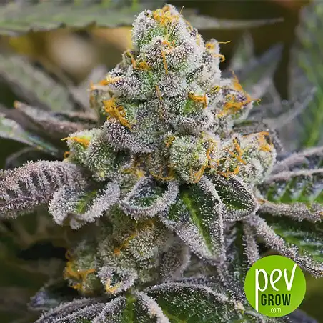 Gelato Samba - Bulk Seed Bank