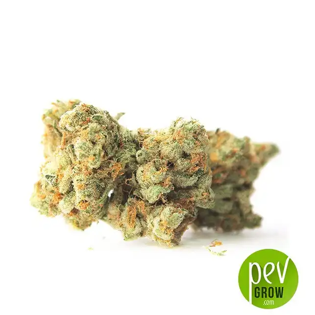 Gelato Samba bud - Bulk Seed Bank