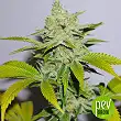 Auto Banana Monkey - Bulk Seed Bank Auto Banana Monkey - Bulk Seed Bank