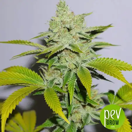 Auto Banana Monkey - Bulk Seed Bank