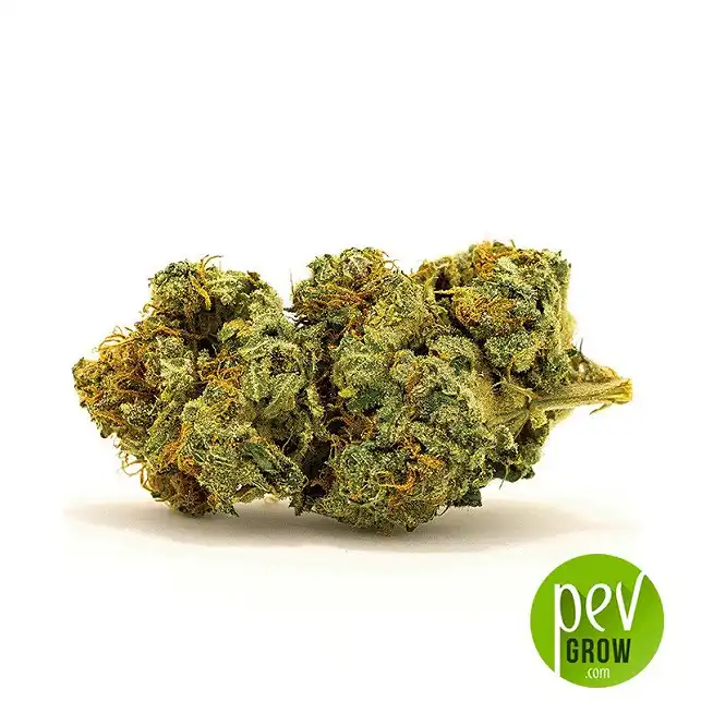 Auto Banana Monkey bud - Bulk Seed Bank