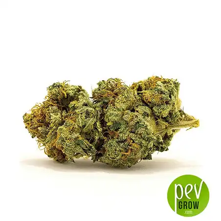 Auto Banana Monkey bud - Bulk Seed Bank