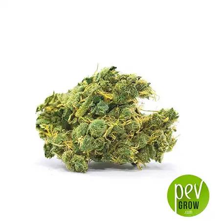 Banana Monkey bud - Bulk Seed Bank