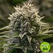 Banana Monkey - Bulk Seed Bank