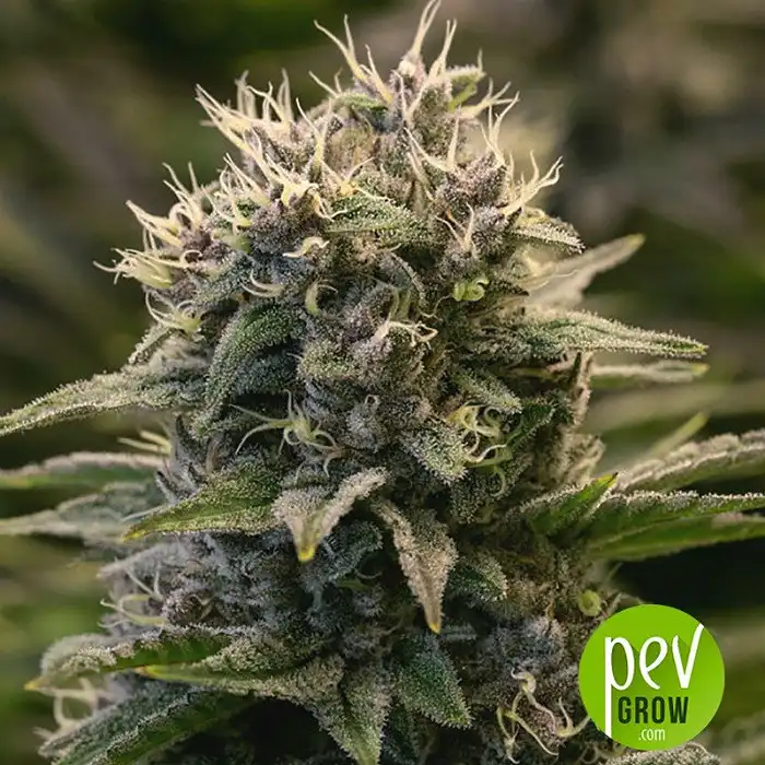 Banana Monkey - Bulk Seed Bank