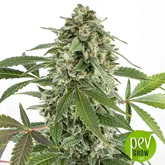 Auto CBD White Widow - Bulk Seed Bank