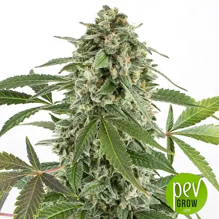 Auto CBD White Widow - Bulk Seed Bank