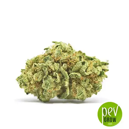 Auto CBD White Widow bud - Bulk Seed Bank