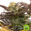 Auto Dos Si Dos CBD - Spain Bulk Seeds