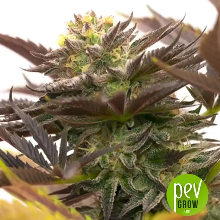 Auto Dos Si Dos CBD - Spain Bulk Seeds