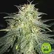 Wedding Cheesecake Auto - Fast Buds - FastBuds